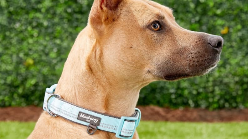 discount dog collars